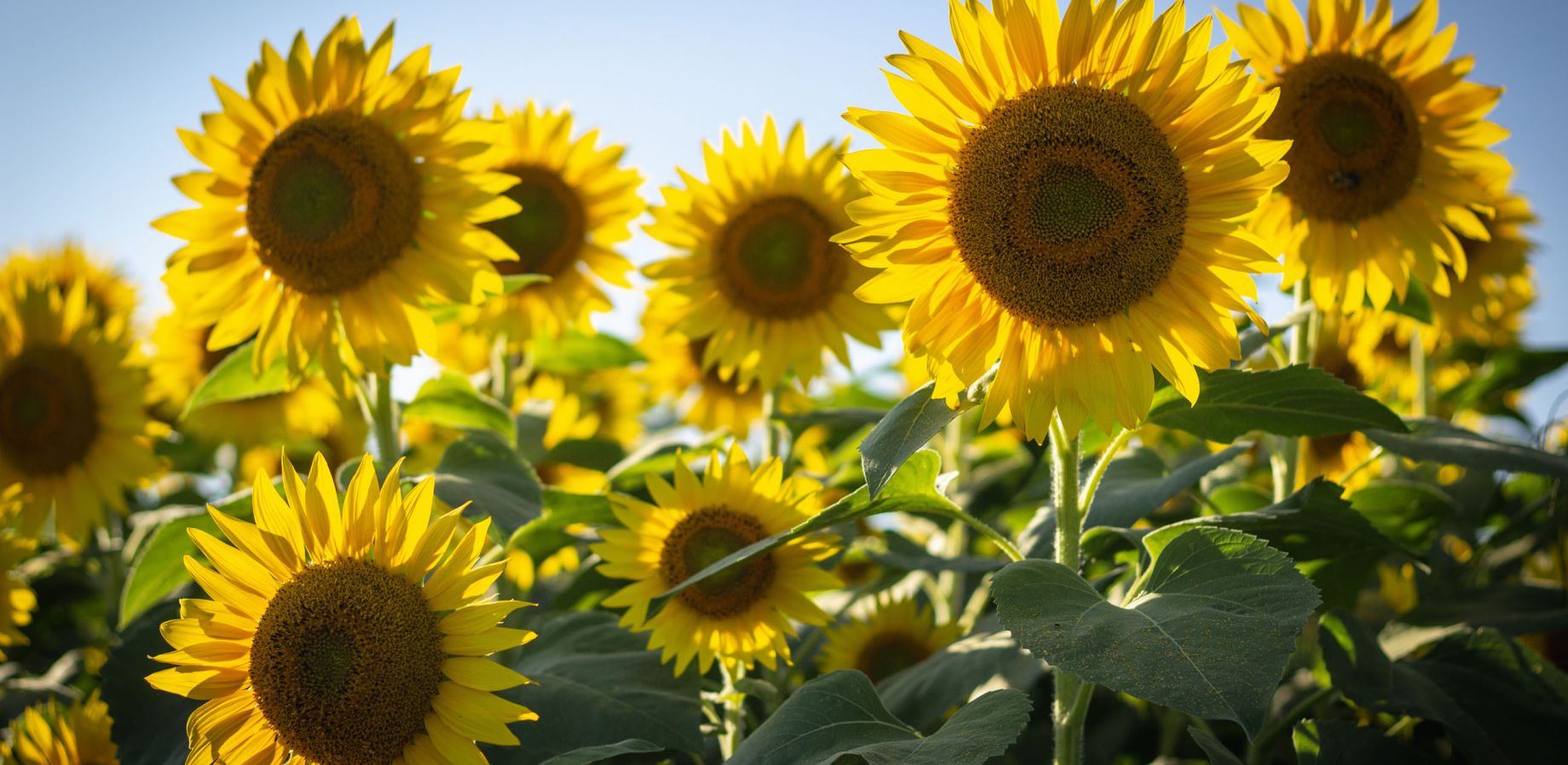 Death by Ben-Gay®: Synthetic vs. Natural - Volume 6, Number 1 - Synthetic compounds are significantly different than their natural counterparts in a number of ways, even when they have the same chemical formulas.