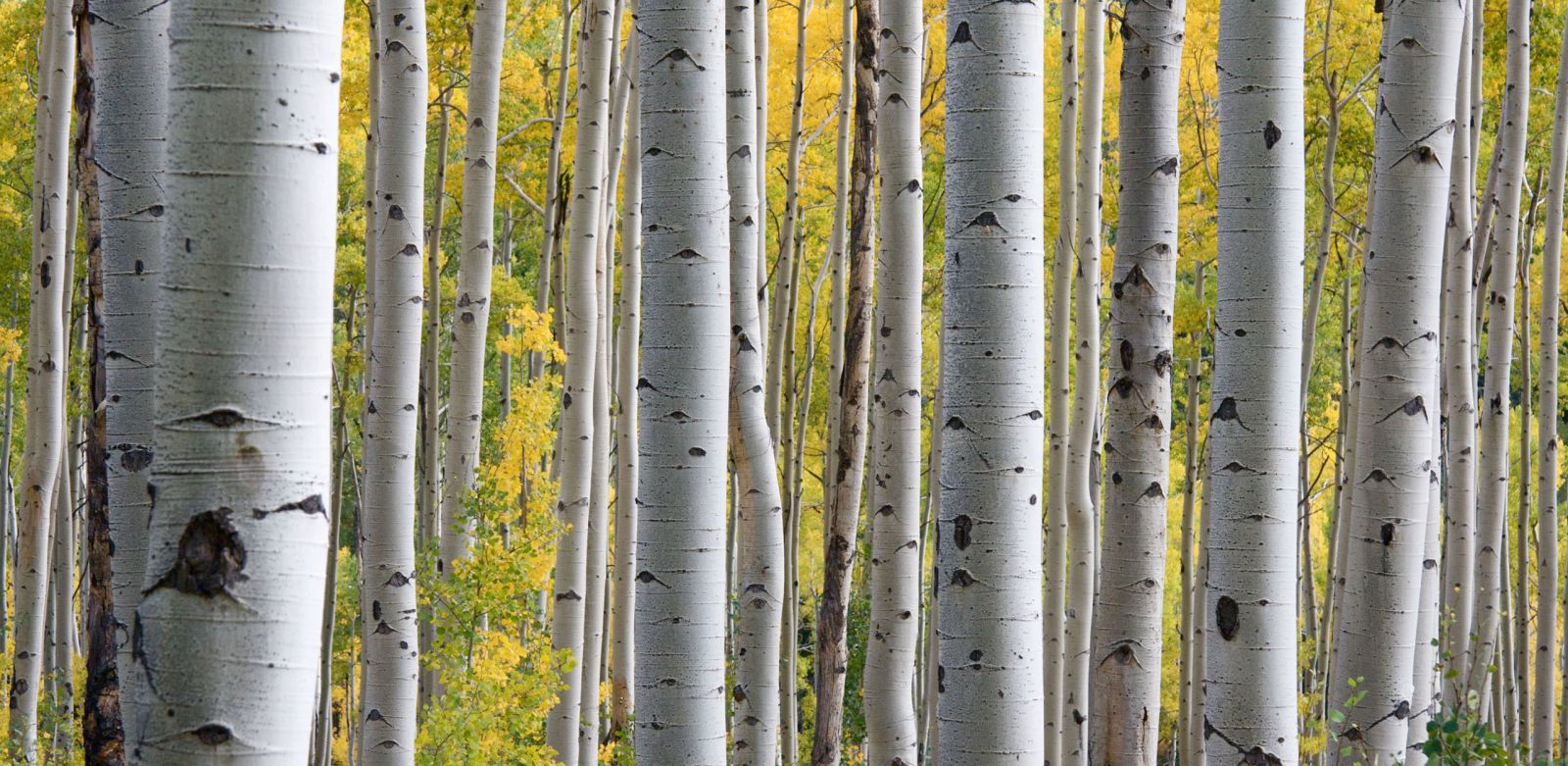 Why Doesn't Young Living Sell Birch Oil? - Volume 9, Number 5