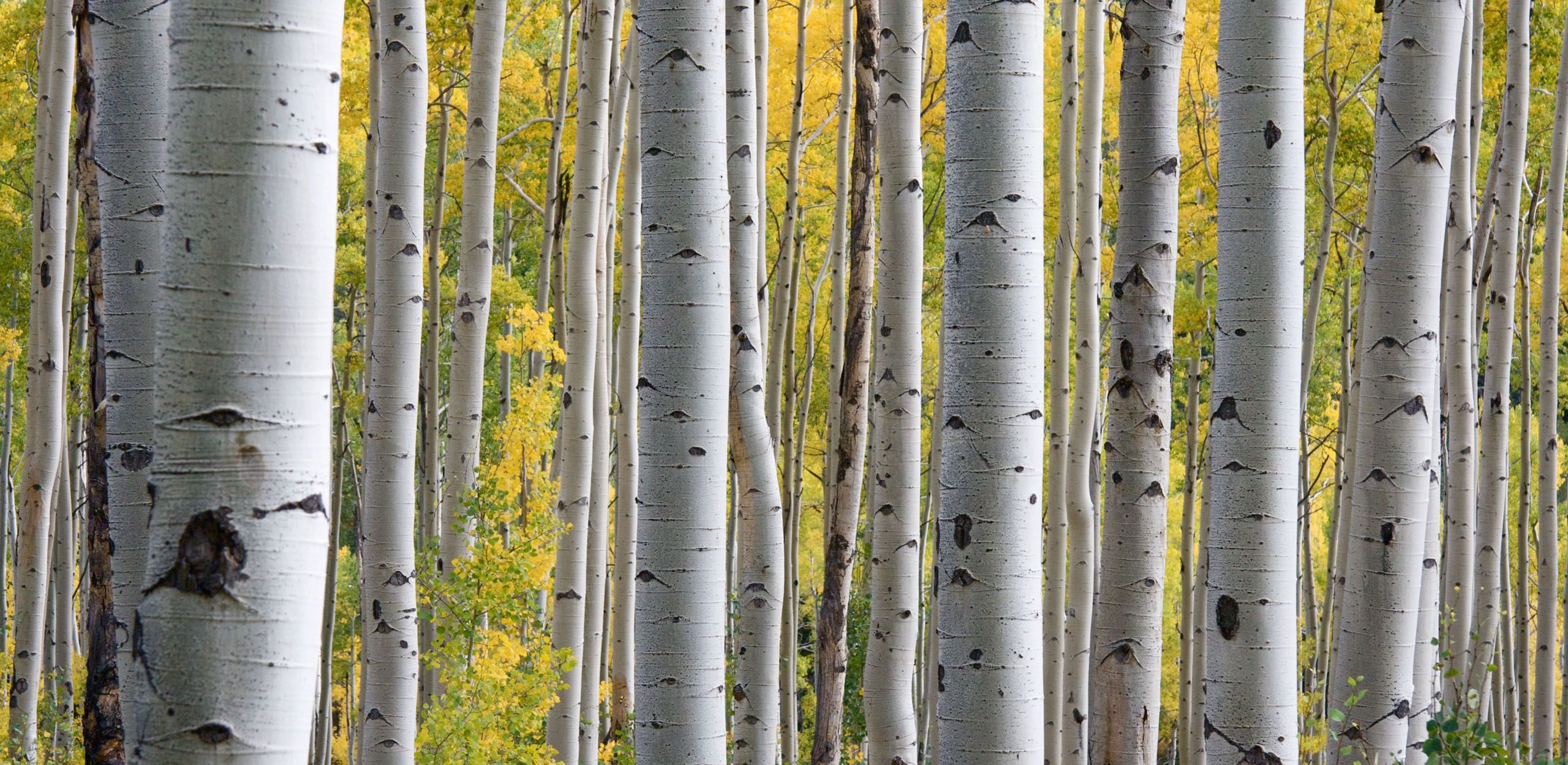 Why Doesn't Young Living Sell Birch Oil? - Volume 9, Number 5