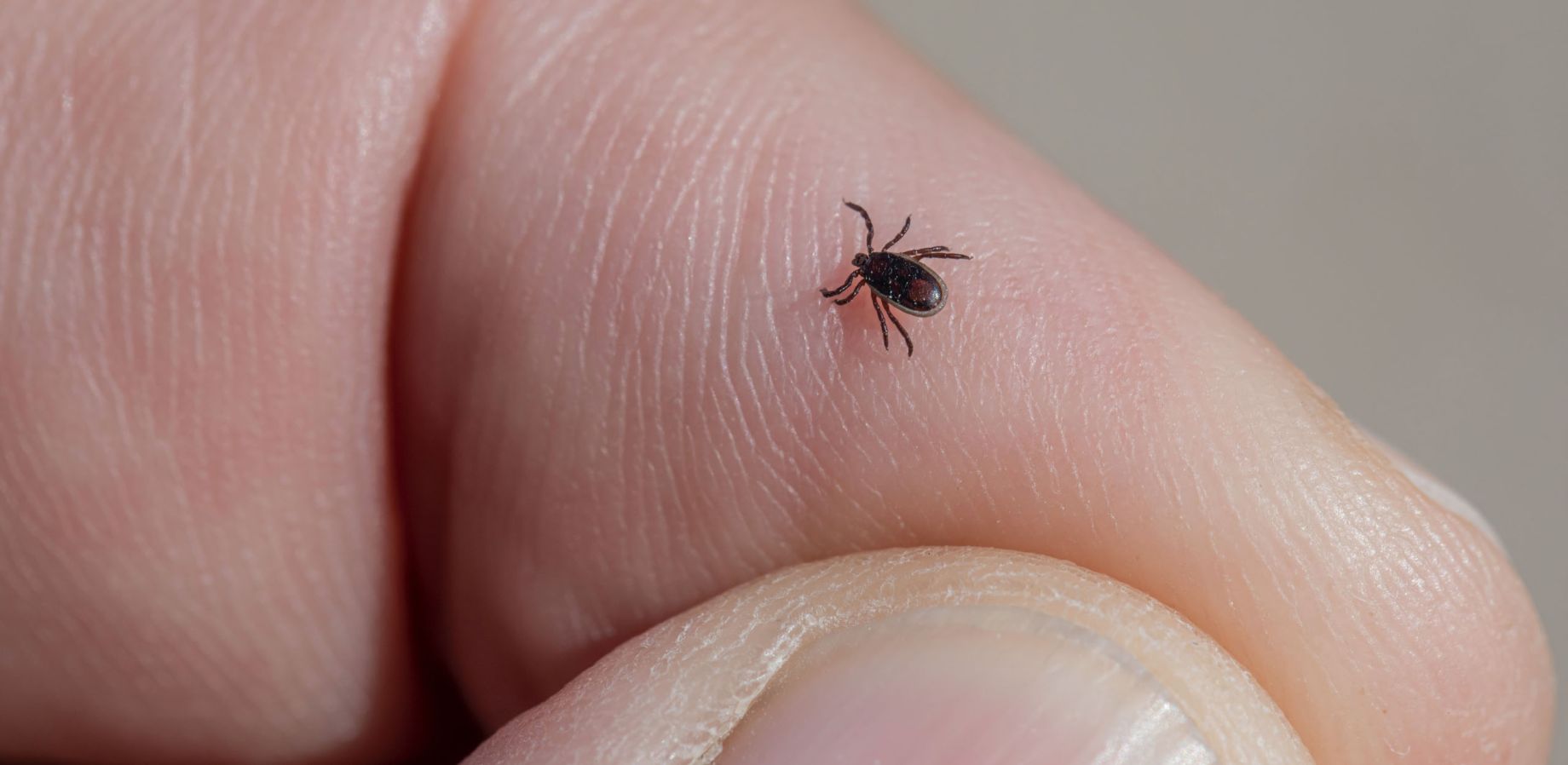 Overcoming Lyme Disease with Essential Oils - Volume 10, Number 3