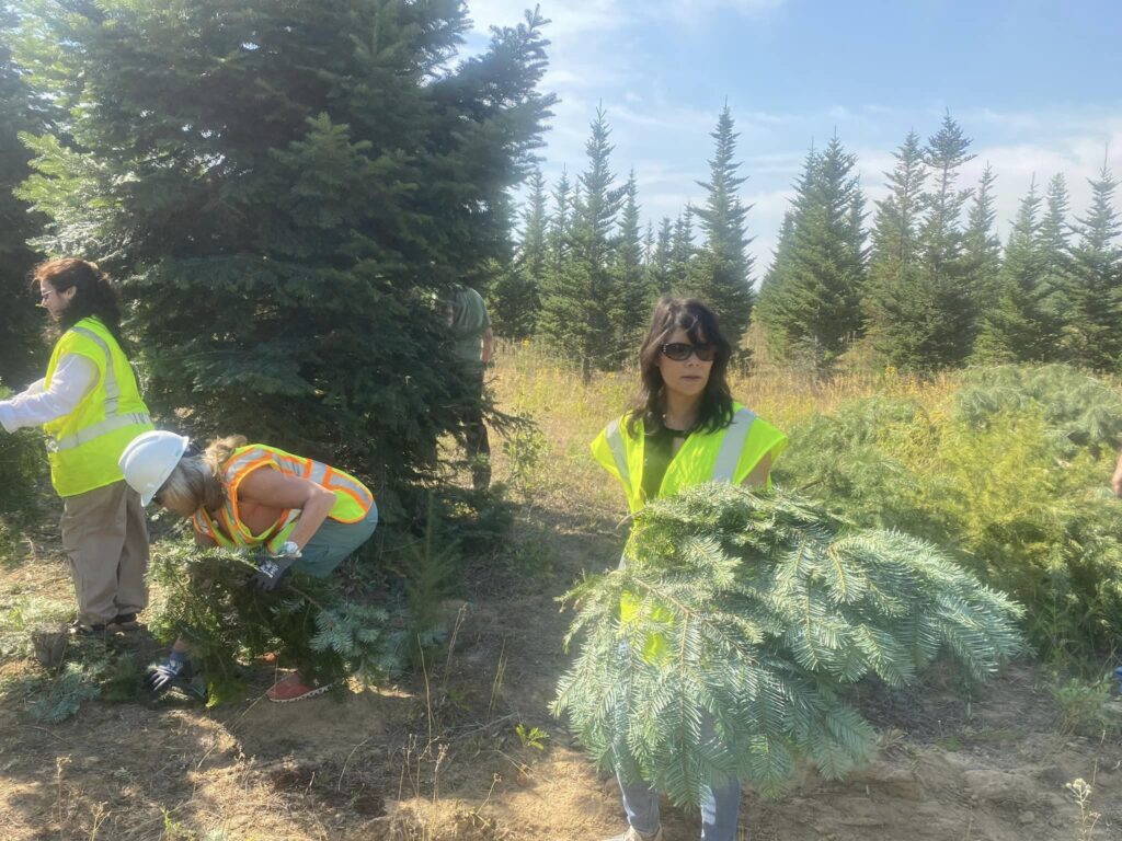 Denise Setzer harvesting Grand Fir branches