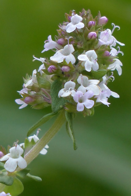 Thyme Raindrop Messenger October 2023 2