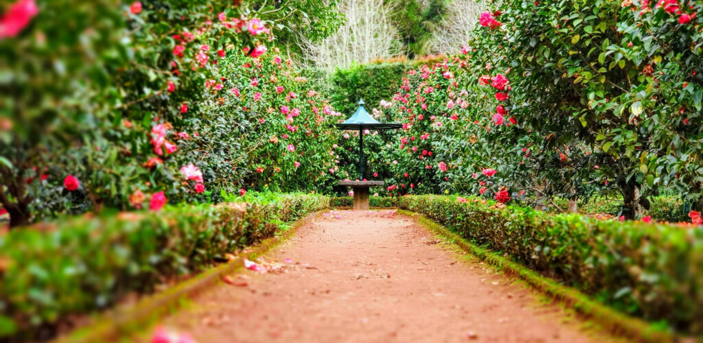 A Rose by Any Other Name Raindrop 2 Messenger February 2024