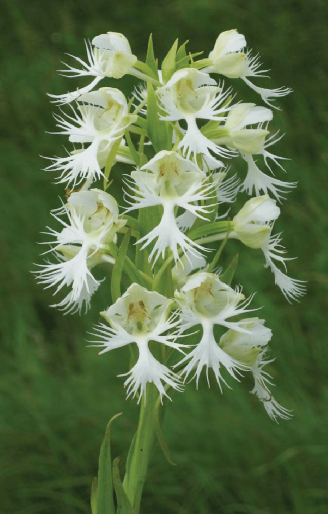 The Hidden Benefits of Pollinator Diversity for the Rangelands of the Great Plains: Western Prairie Fringed Orchids as a Case Study - Scientific Figure on ResearchGate. Available from: https://www.researchgate.net/figure/Western-Prairie-Fringed-Orchid-Platanthera-praeclara-fl-owering-stalk-This-species-has_fig2_259886518 [accessed 9 Feb, 2024]