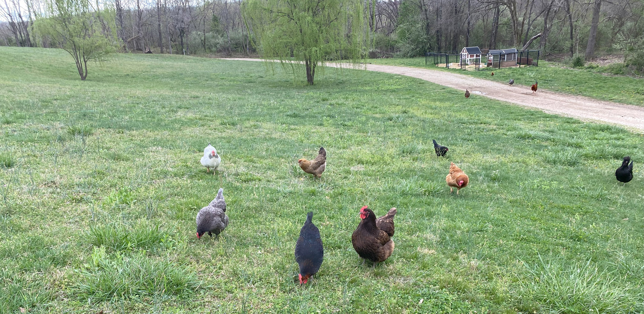 Here is my yard with chickens happily free ranging the turf. 