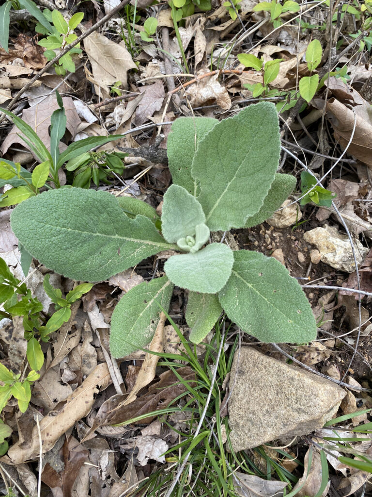 Mullein lookin out the back door Raindrop Messenger April 2024