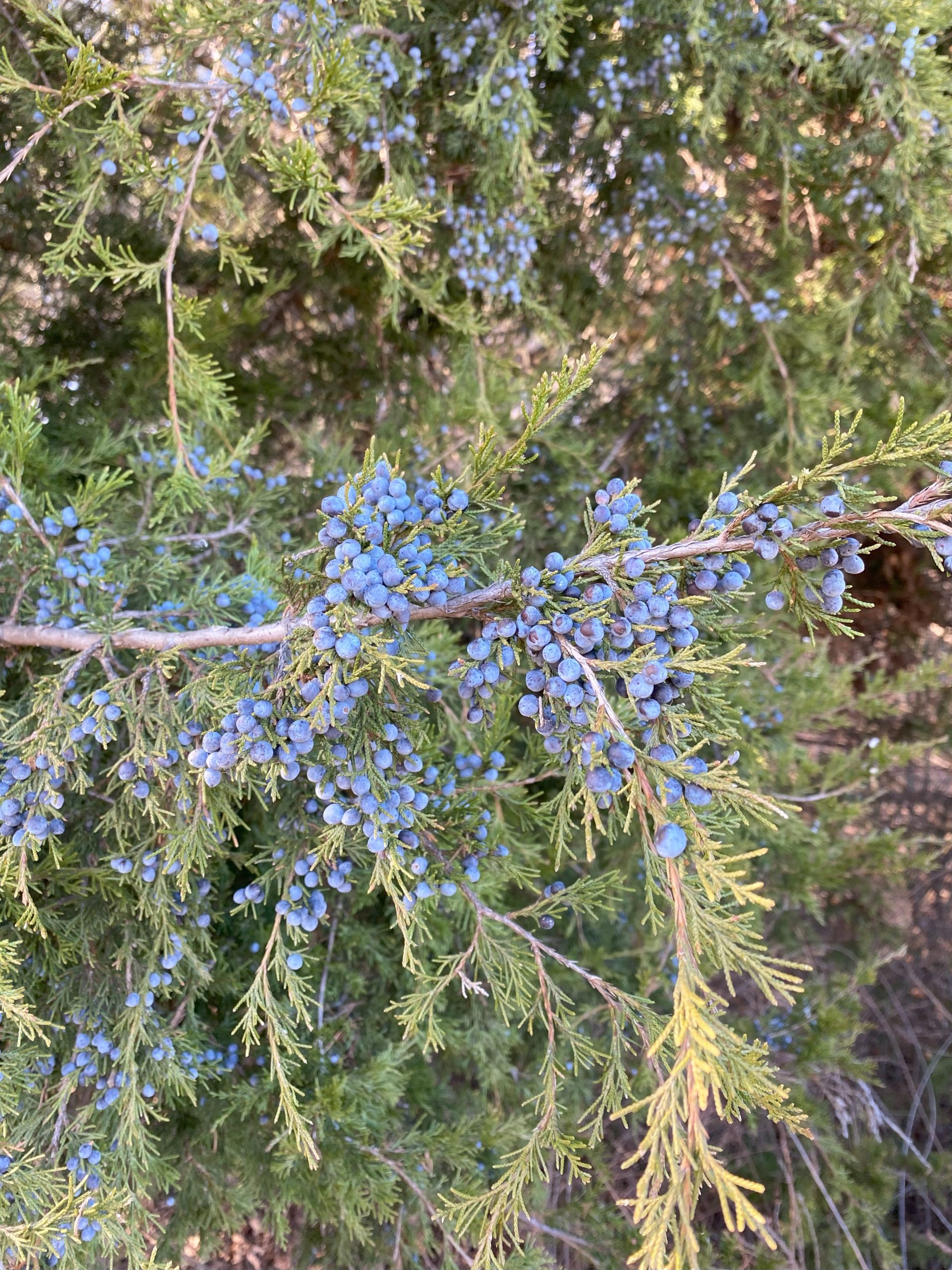 Berries thriving on an eastern red cedar (Juniperus virginiana). Juniper berries have been used for thousands of years as a medicinal herb. In modern times, studies have shown that these berries contain antioxidants, are anti-inflammatory, and support the urinary tract, digestive, respiratory, and immune systems.  In medieval times juniper berries were hung over doorways to ward off witches.