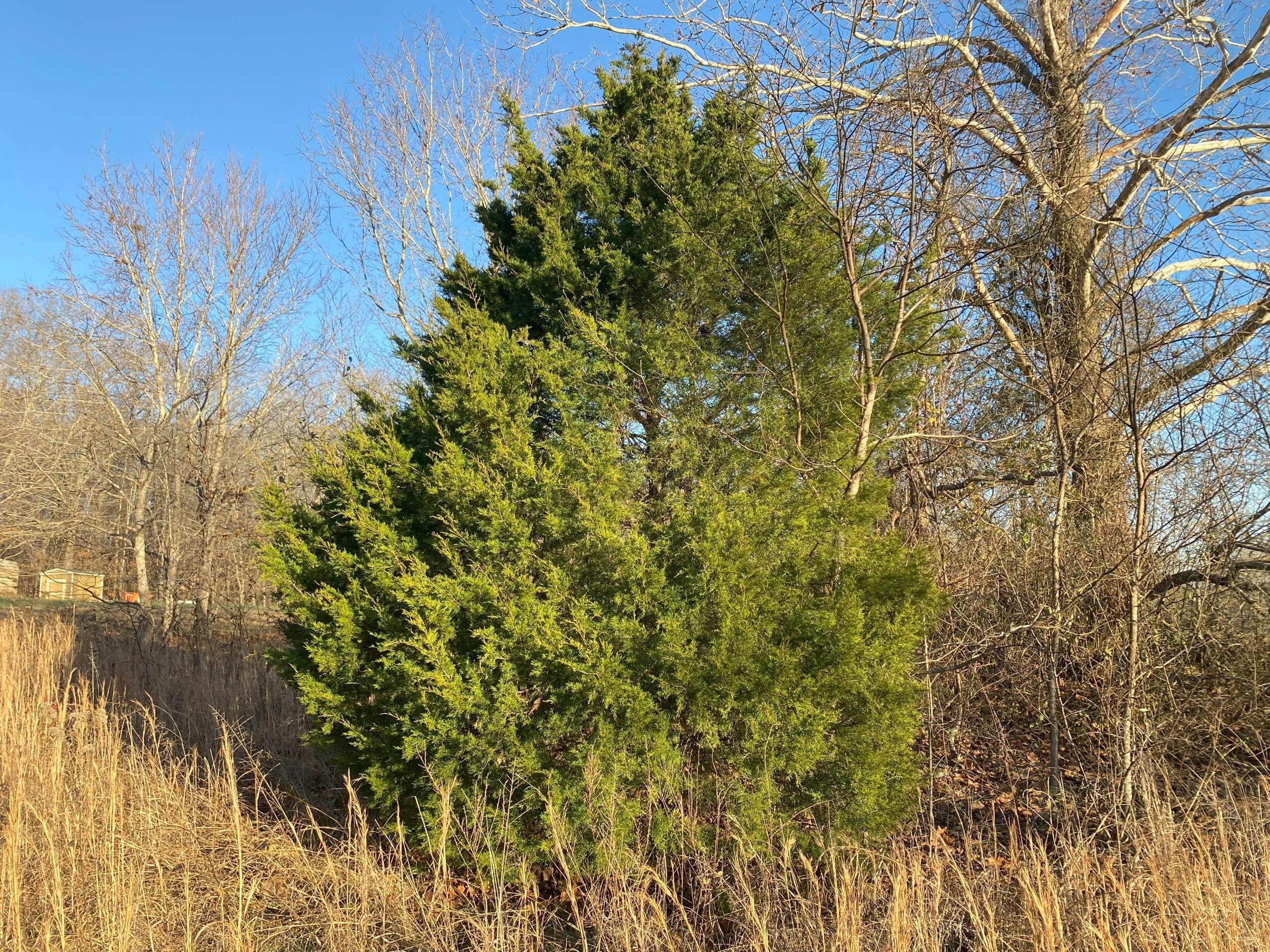 Eastern red cedar (Juniperus virginiana) growing near CARE Headquarters.