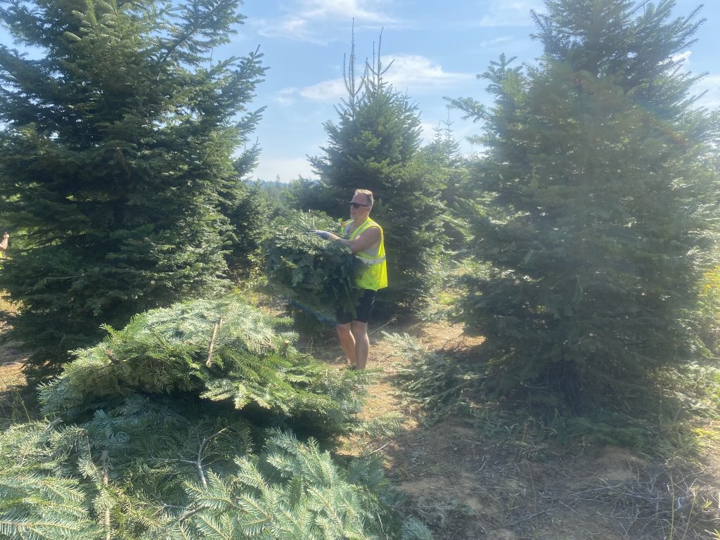 CARE Instructors helped to harvest Idaho grand fir (Abies grandis) at Highland Flats Tree Farm and Distillery in Naples, Idaho in summer of 2023.